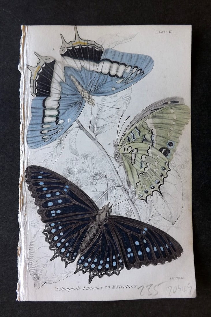Jardine, William 1837 Hand Col Butterfly Print. Nymphalis Ethiocles, Tiridates 17: Hand Colored Steel Engraving/Etching Published 1833-43 by W.H.Lizars, Edinburgh for "The Naturalist's Library"by Sir William Jardine. Paper Size: 6.5 x 4.25 inch (17 x 11cm) Good Condition