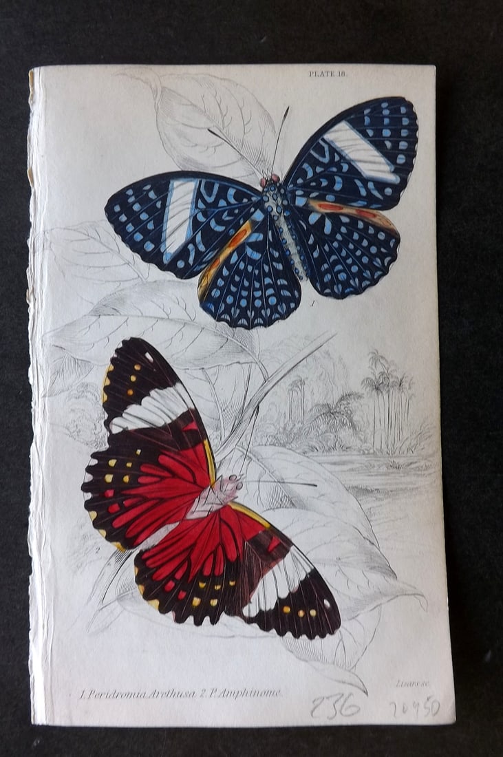 Jardine, William 1837 Hand Col Butterfly Print. Peridromia 18: Hand Colored Steel Engraving/Etching Published 1833-43 by W.H.Lizars, Edinburgh for "The Naturalist's Library"by Sir William Jardine. Paper Size: 6.5 x 4.25 inch (17 x 11cm) Good Condition