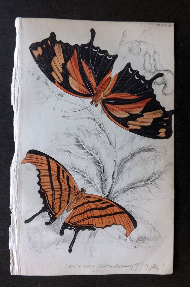 Jardine, William 1837 Hand Col Butterfly Print. Marius Tethys, Fabius Hippona 19: Hand Colored Steel Engraving/Etching Published 1833-43 by W.H.Lizars, Edinburgh for "The Naturalist's Library"by Sir William Jardine. Paper Size: 6.5 x 4.25 inch (17 x 11cm) Good Condition