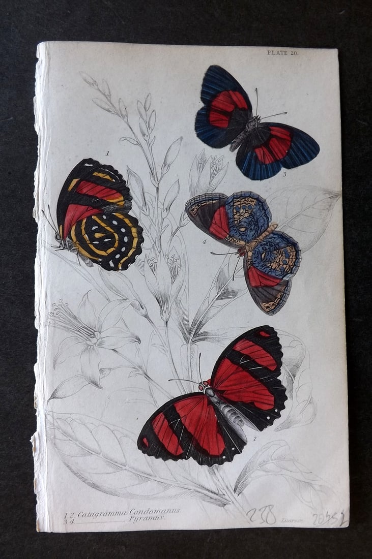 Jardine, William 1837 Hand Col Butterfly Print. Catagramma Condomanus, Pyramus 20: Hand Colored Steel Engraving/Etching Published 1833-43 by W.H.Lizars, Edinburgh for "The Naturalist's Library"by Sir William Jardine. Paper Size: 6.5 x 4.25 inch (17 x 11cm) Good Condition