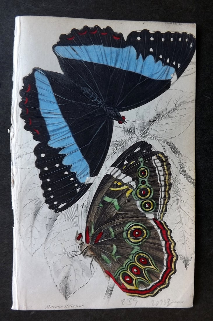Jardine, William 1837 Hand Col Butterfly Print. Morpho Helenor 21: Hand Colored Steel Engraving/Etching Published 1833-43 by W.H.Lizars, Edinburgh for "The Naturalist's Library"by Sir William Jardine. Paper Size: 6.5 x 4.25 inch (17 x 11cm) Good Condition