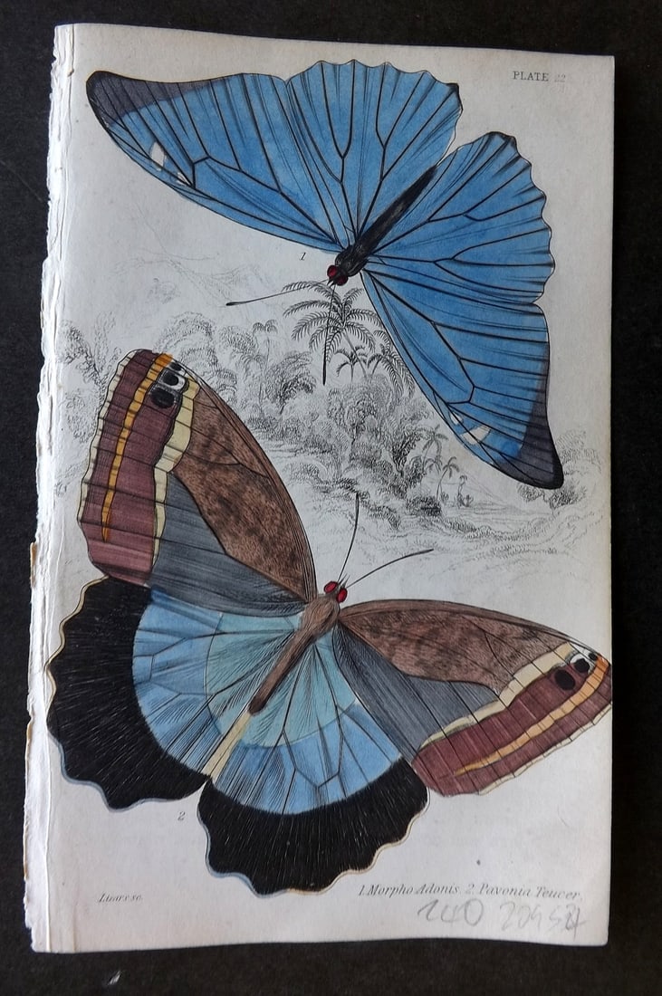 Jardine, William 1837 Hand Col Butterfly Print. Morpho Adonis, Pavonia Teucer 22: Hand Colored Steel Engraving/Etching Published 1833-43 by W.H.Lizars, Edinburgh for "The Naturalist's Library"by Sir William Jardine. Paper Size: 6.5 x 4.25 inch (17 x 11cm) Good Condition