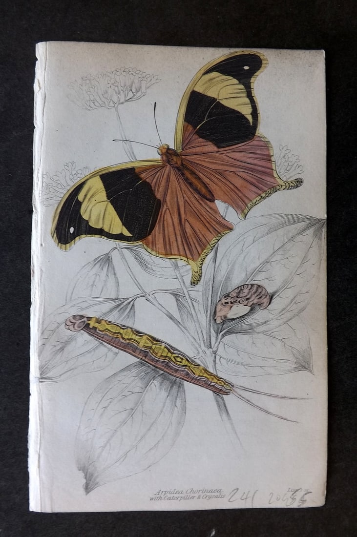 Jardine, William 1837 Hand Col Butterfly Print. Arpidea Chorinaea 23: Hand Colored Steel Engraving/Etching Published 1833-43 by W.H.Lizars, Edinburgh for "The Naturalist's Library"by Sir William Jardine. Paper Size: 6.5 x 4.25 inch (17 x 11cm) Good Condition