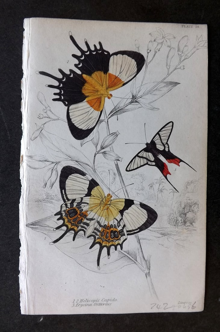 Jardine, William 1837 Hand Col Butterfly Print. Helicopis Cupido, Erycina Octavus 24: Hand Colored Steel Engraving/Etching Published 1833-43 by W.H.Lizars, Edinburgh for "The Naturalist's Library"by Sir William Jardine. Paper Size: 6.5 x 4.25 inch (17 x 11cm) Good Condition