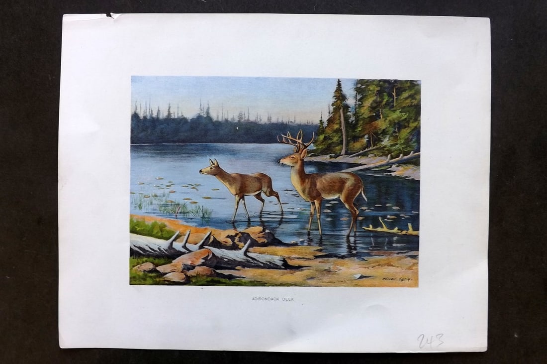 Kemp, Oliver 1902 Folio Print. Adirondack Deer: Chromolithograph Published 1902, Albany for "Fish and Game of the State of New York. Seventh Report" First and Deluxe Edition by the Forest, Fish and Game Commission of New York. Illustrated by Sherma