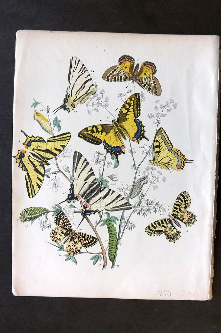 Kirby, William 1882 Hand Col Butterfly Print 02 (1 of 1)
