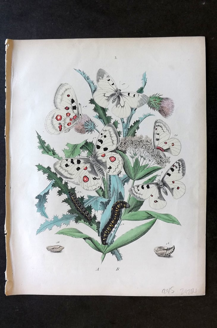 Kirby, William 1882 Hand Col Butterfly Print 03 (1 of 1)
