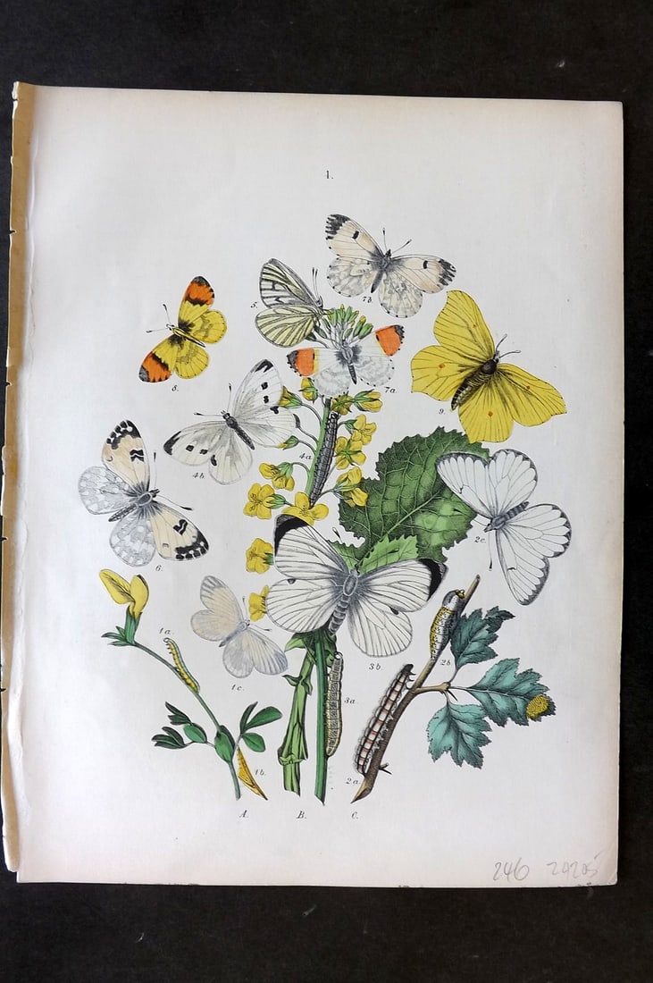 Kirby, William 1882 Hand Col Butterfly Print 04 (1 of 1)