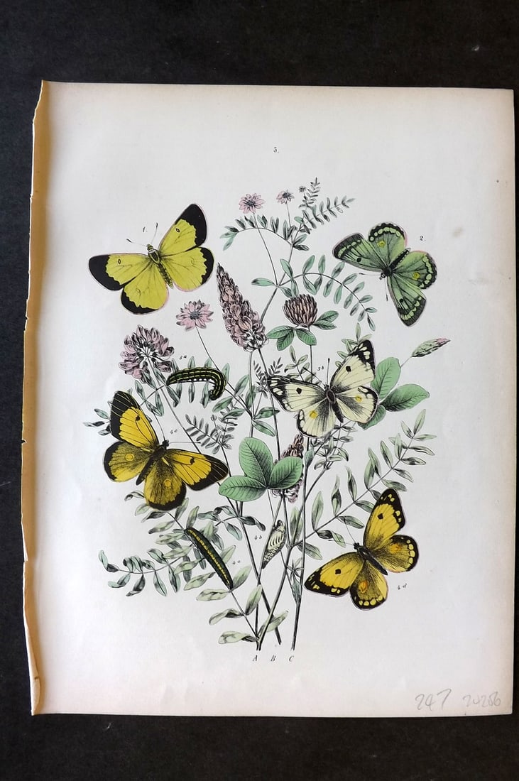 Kirby, William 1882 Hand Col Butterfly Print 05 (1 of 1)
