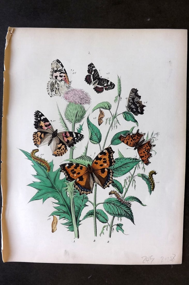 Kirby, William 1882 Hand Col Butterfly Print 07: Lithograph Published 1882, London for "European Butterflies and Moths" by W. F. Kirby. Printed in colours and finished by hand. Paper Size: 11 x 8.5 inch (28 x 22cm) Good Condition