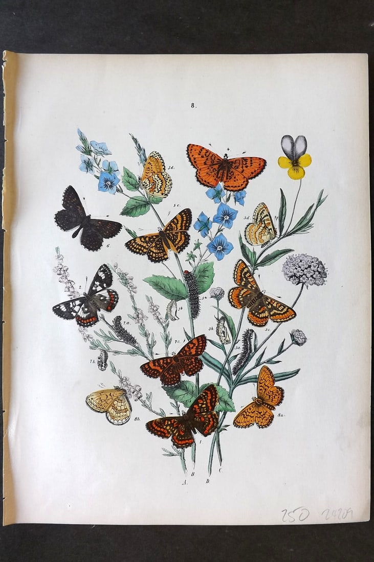 Kirby, William 1882 Hand Col Butterfly Print 08 (1 of 1)