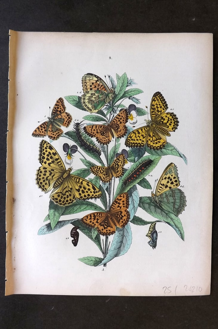 Kirby, William 1882 Hand Col Butterfly Print 09 (1 of 1)