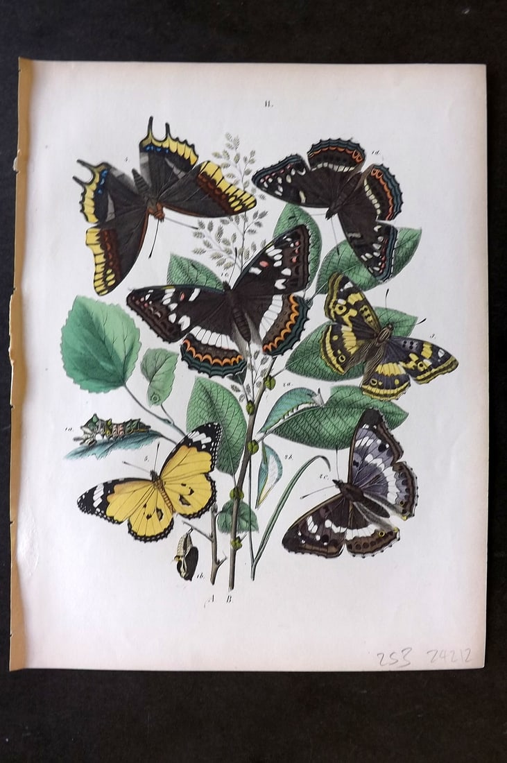 Kirby, William 1882 Hand Col Butterfly Print 11 (1 of 1)
