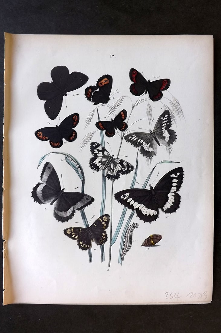 Kirby, William 1882 Hand Col Butterfly Print 12 (1 of 1)