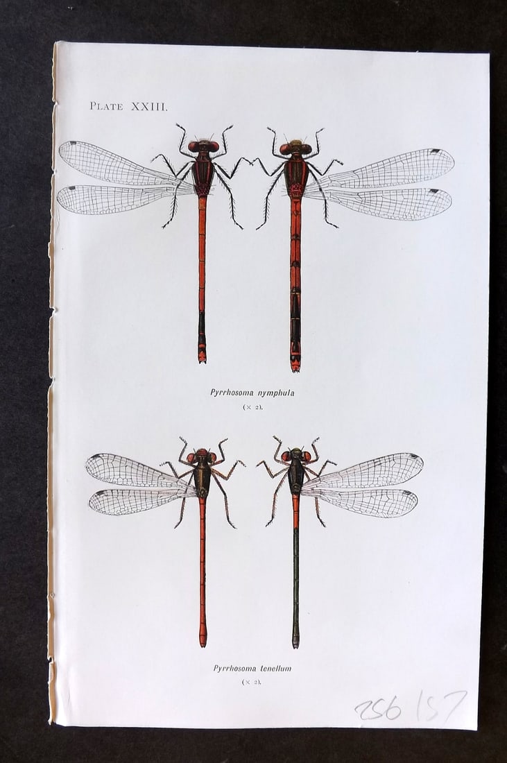 Lucas - British Dragonflies 1899 Print. Pyrrhosoma Nymphula & Tenellum 23 (1 of 1)