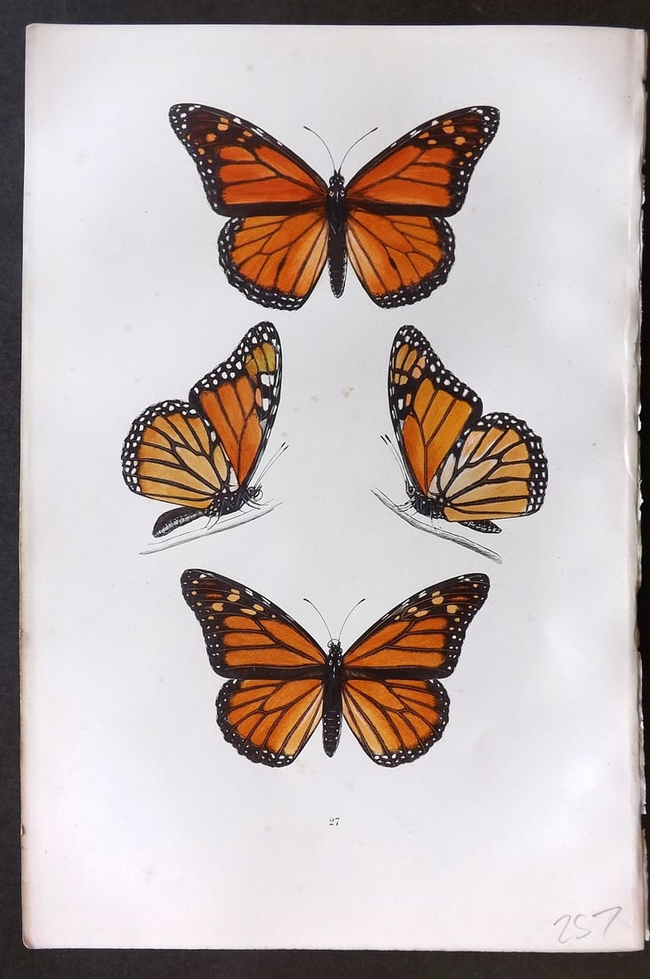 Morris, Francis 1893 Hand Col Butterfly Print. The Monarch 27: Woodblocks Published 1893, London for "A History of British Butterflies" By the Rev. Francis Orpen Morris. Printed in colours and finished by hand. Paper Size: 10 x 7 inch (25 x 18cm) Very minor tonin