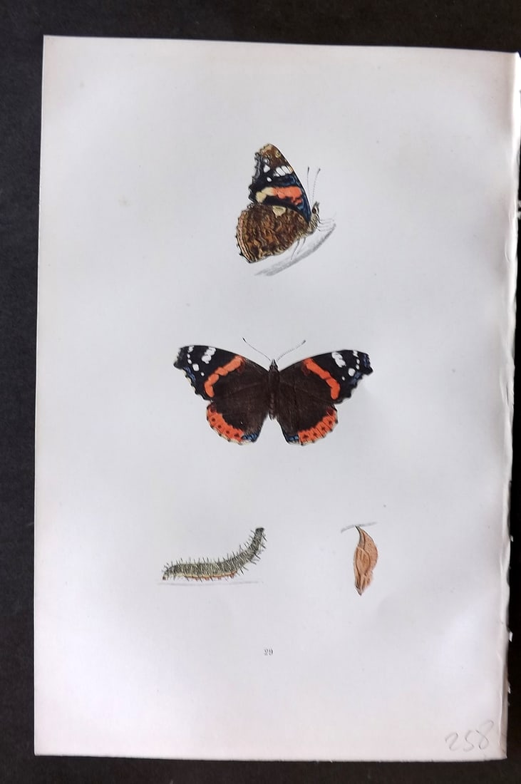 Morris, Francis 1893 Hand Col Butterfly Print. Red Admiral 29: Woodblocks Published 1893, London for "A History of British Butterflies" By the Rev. Francis Orpen Morris. Printed in colours and finished by hand. Paper Size: 10 x 7 inch (25 x 18cm) Good Condition
