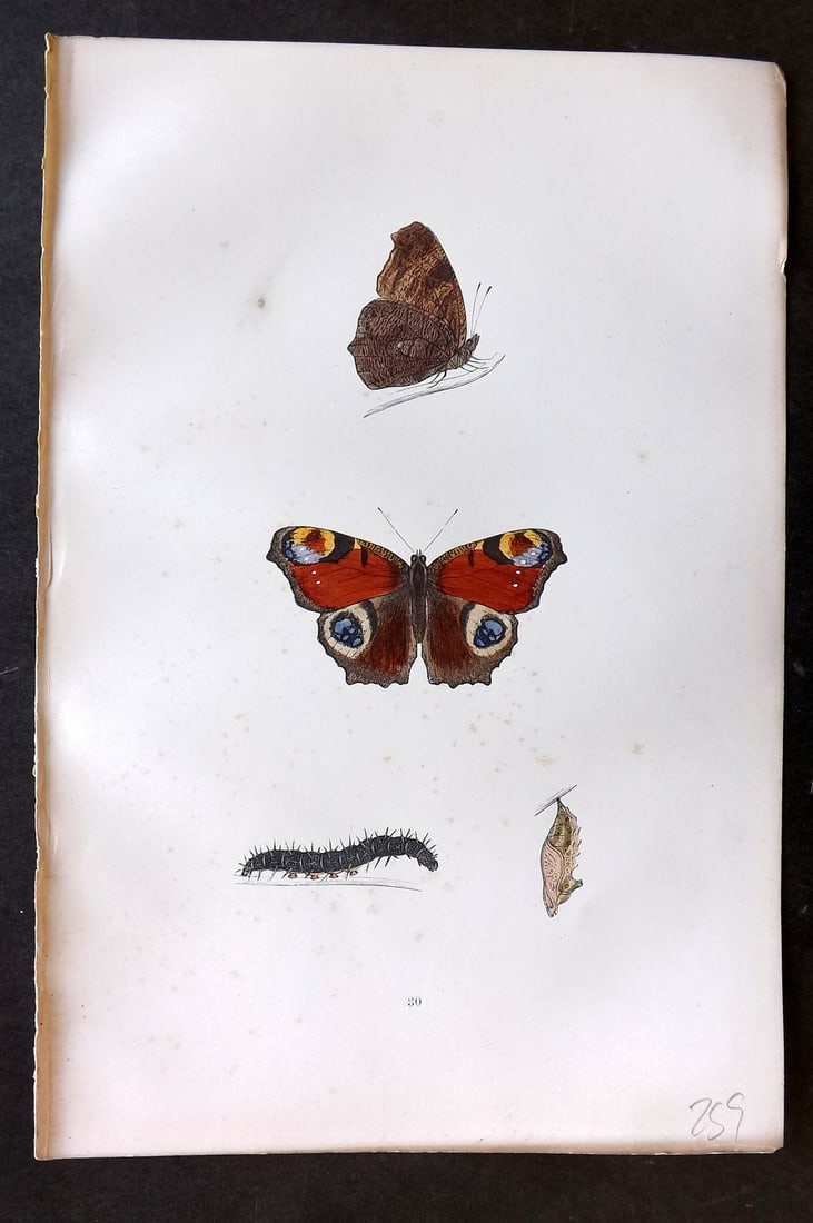 Morris, Francis 1893 Hand Col Butterfly Print. Peacock 30: Woodblocks Published 1893, London for "A History of British Butterflies" By the Rev. Francis Orpen Morris. Printed in colours and finished by hand. Paper Size: 10 x 7 inch (25 x 18cm) Very minor tonin