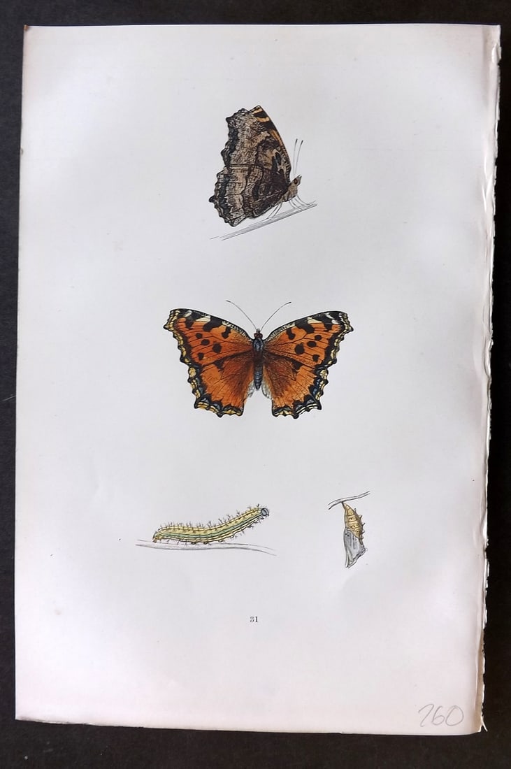 Morris, Francis 1893 Hand Col Butterfly Print. Large Tortoise Shell 31: Woodblocks Published 1893, London for "A History of British Butterflies" By the Rev. Francis Orpen Morris. Printed in colours and finished by hand. Paper Size: 10 x 7 inch (25 x 18cm) Good Condition