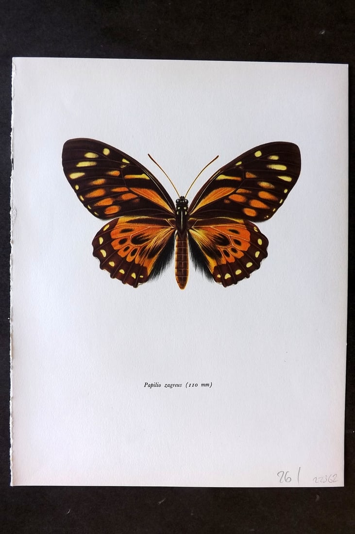 Prochazka, Frantisek 1964 Vintage Butterfly Print. Papilio Zagreus Doubleday: Vintage Offset Lithograph Published 1963, London for "Beautiful Butterflies" by J. Moucha. Illustrated by Frantisek Prochazka. Descriptive text to verso, but this relates to the adjacent plate. On nic