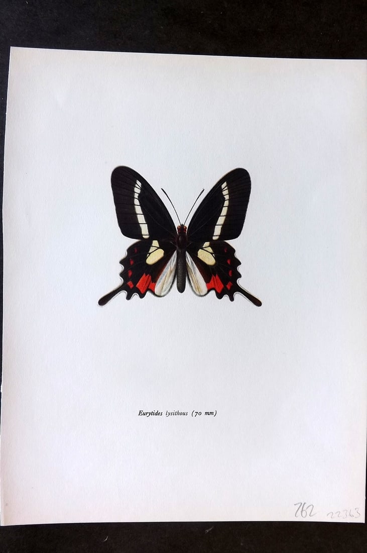Prochazka, Frantisek 1964 Vintage Butterfly Print. Eurytides lysithous Hubner: Vintage Offset Lithograph Published 1963, London for "Beautiful Butterflies" by J. Moucha. Illustrated by Frantisek Prochazka. Descriptive text to verso, but this relates to the adjacent plate. On nic
