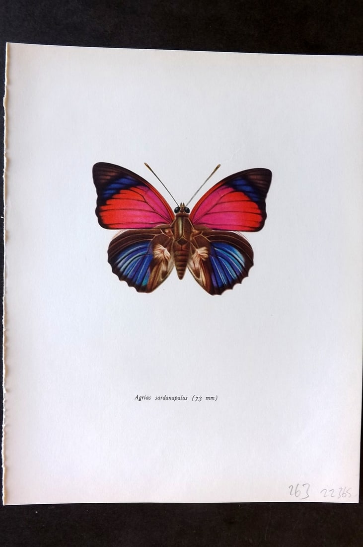 Prochazka, Frantisek 1964 Vintage Butterfly Print. Agrias Sardanapalus Bates: Vintage Offset Lithograph Published 1963, London for "Beautiful Butterflies" by J. Moucha. Illustrated by Frantisek Prochazka. Descriptive text to verso, but this relates to the adjacent plate. On nic