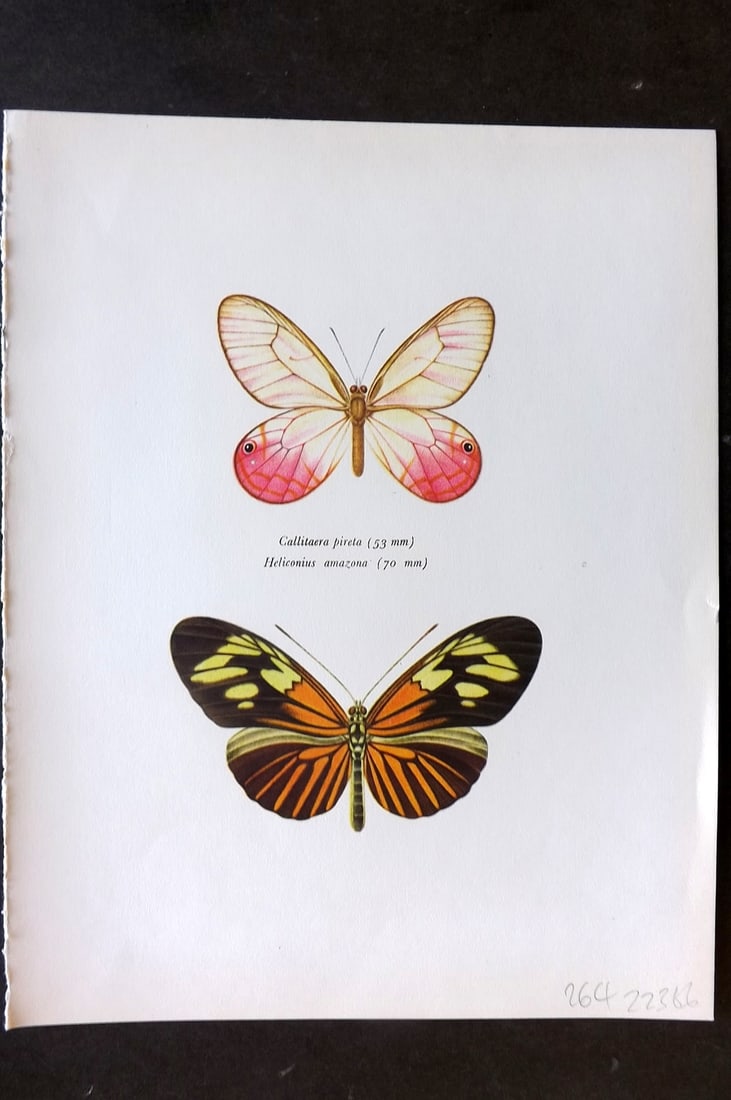 Prochazka, Frantisek 1964 Butterfly. Callitaera Pireta Cramer Heliconius Amazona Staudinger: Vintage Offset Lithograph Published 1963, London for "Beautiful Butterflies" by J. Moucha. Illustrated by Frantisek Prochazka. Descriptive text to verso, but this relates to the adjacent plate. On nic