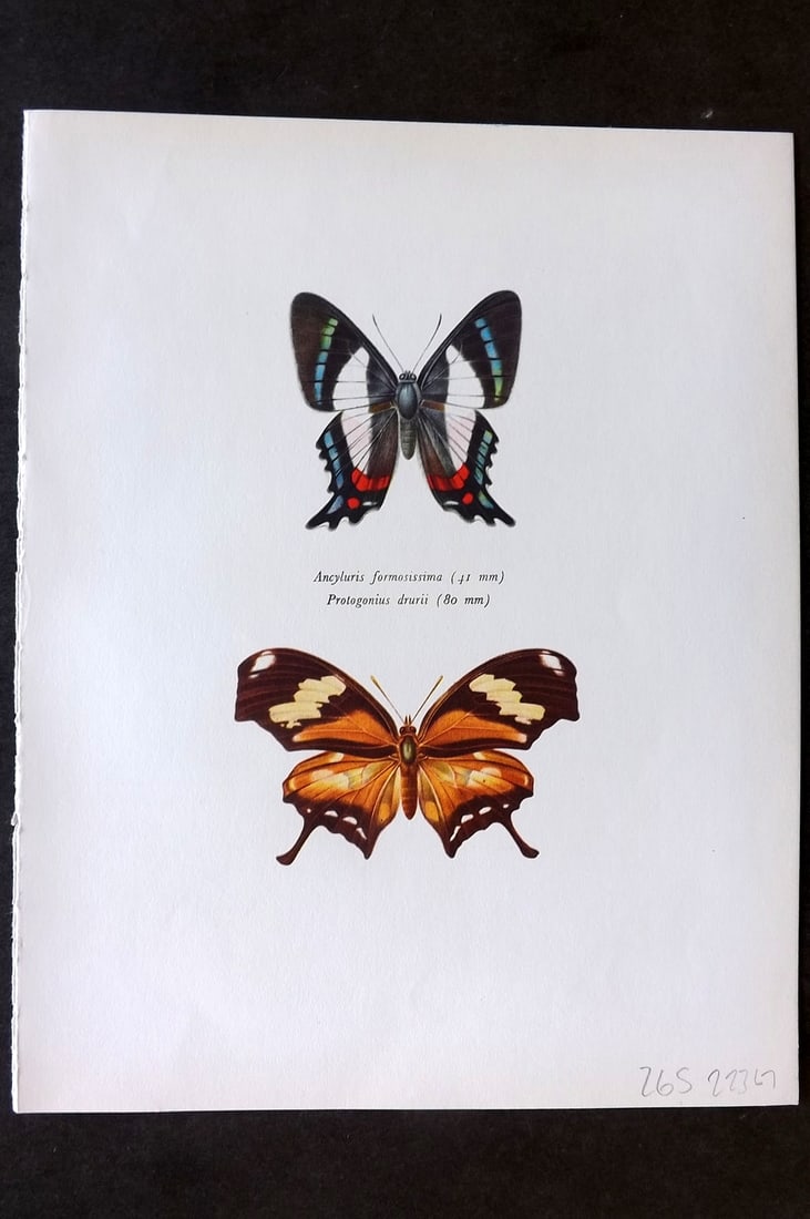 Prochazka, Frantisek 1964 Butterfly Print. Ancyluris Formosissima Hewitson & Protogonius Butler: Vintage Offset Lithograph Published 1963, London for "Beautiful Butterflies" by J. Moucha. Illustrated by Frantisek Prochazka. Descriptive text to verso, but this relates to the adjacent plate. On nic