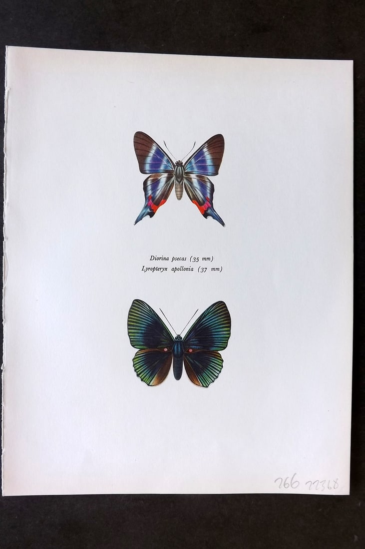 Prochazka, Frantisek 1964 Butterfly Print. Diorina Psecas Saunders, Lyropteryx Apollinia Westwood: Vintage Offset Lithograph Published 1963, London for "Beautiful Butterflies" by J. Moucha. Illustrated by Frantisek Prochazka. Descriptive text to verso, but this relates to the adjacent plate. On nic
