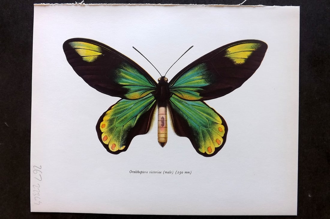 Prochazka, Frantisek 1964 Vintage Butterfly Print. Queen Victoria's Birdwing - Male: Vintage Offset Lithograph Published 1963, London for "Beautiful Butterflies" by J. Moucha. Illustrated by Frantisek Prochazka. Descriptive text to verso, but this relates to the adjacent plate. On nic