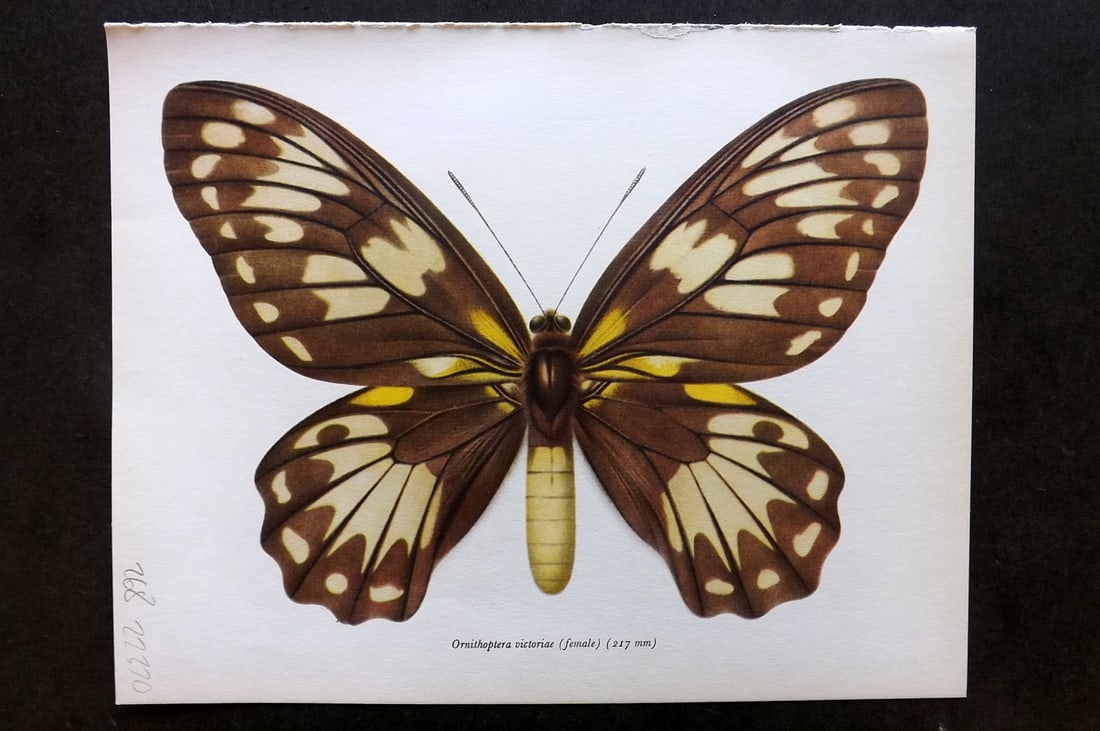 Prochazka, Frantisek 1964 Vintage Butterfly Print. Queen Victoria's Birdwing - Female: Vintage Offset Lithograph Published 1963, London for "Beautiful Butterflies" by J. Moucha. Illustrated by Frantisek Prochazka. Descriptive text to verso, but this relates to the adjacent plate. On nic