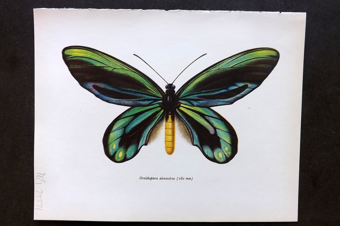Prochazka, Frantisek 1964 Vintage Butterfly Print. Queen Alexandra's Birdwing: Vintage Offset Lithograph Published 1963, London for "Beautiful Butterflies" by J. Moucha. Illustrated by Frantisek Prochazka. Descriptive text to verso, but this relates to the adjacent plate. On nic