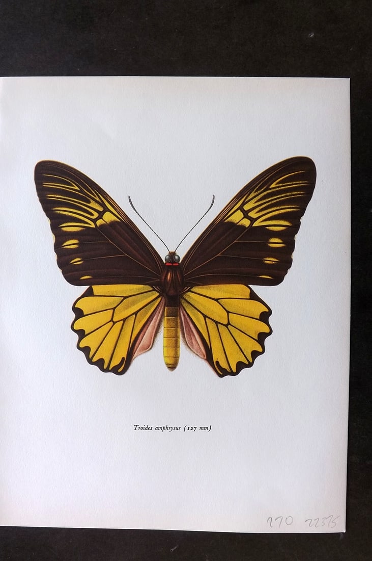 Prochazka, Frantisek 1964 Vintage Butterfly Print. Troides Amphrysus Cramer: Vintage Offset Lithograph Published 1963, London for "Beautiful Butterflies" by J. Moucha. Illustrated by Frantisek Prochazka. Descriptive text to verso, but this relates to the adjacent plate. On nic