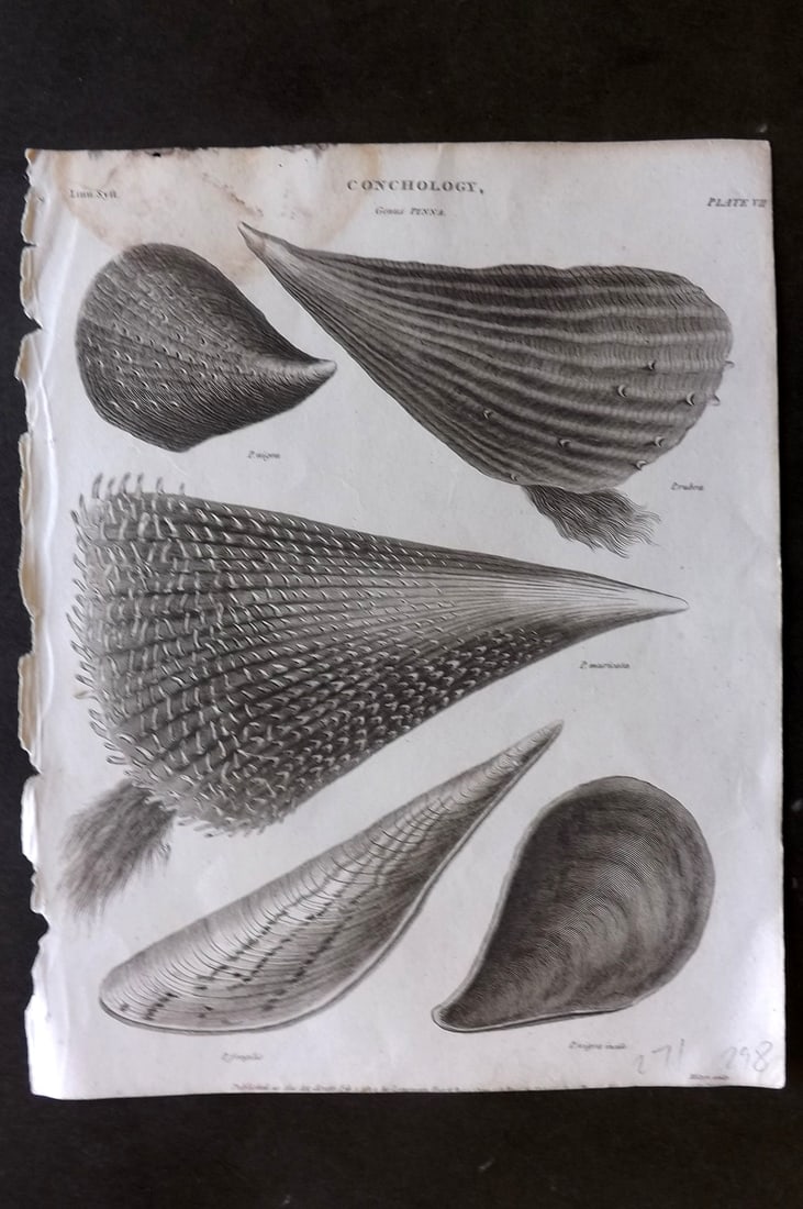 Rees, Abraham 1820 Antique Print. Conchology Shells 07: Copper Plate Published 1802-20 by Longman, Hurst, Rees & Orme for "The Cycloaedia: or, Universal dictionary of arts, sciences, and literature" By Abraham Rees. Paper Size: 10.5 x 8.5 inch (27 x 22cm)