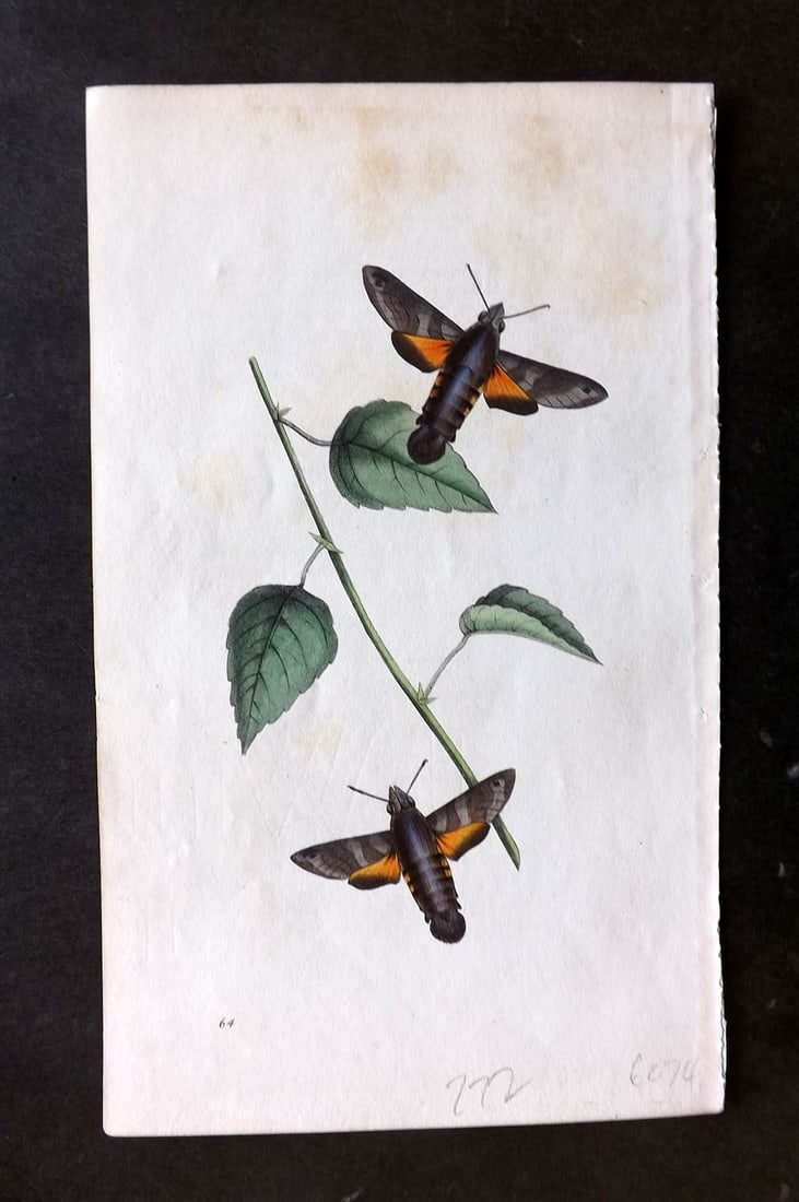 Swainson, William 1820 Hand Col Print. Macroglossum, Hawk Moth 64: Hand Colored Lithograph Published 1820-33, London for "Zoological Illustrations" by William Swainson. With accompanying descriptive text. Scarce. Paper Size: 8.5 x 5 inch (22 x 13cm) Some background t