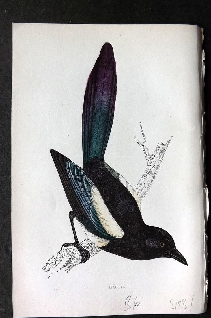 Morris, Francis 1867 Hand Col Bird Print. Magpie (1 of 1)