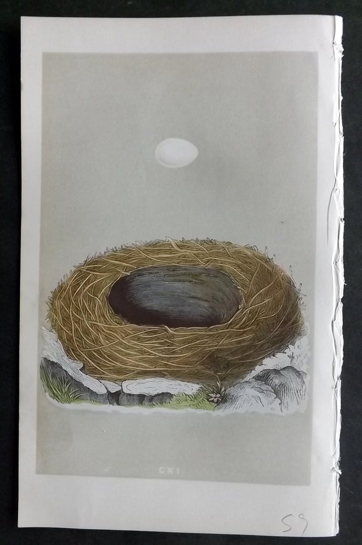 Morris, Francis 1855 Antique Bird Nest & Egg Print. Blackstart 111 (1 of 1)