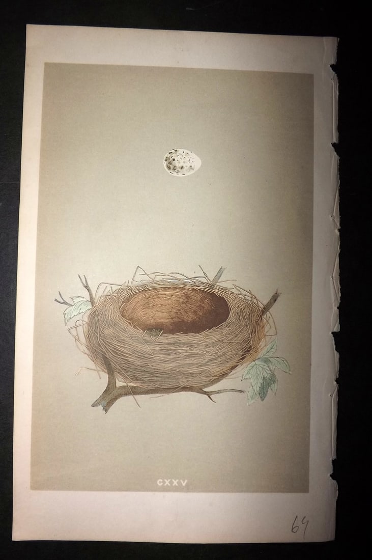 Morris, Francis 1855 Antique Bird Nest & Egg Print. Lesser Whitethroat 125 (1 of 1)