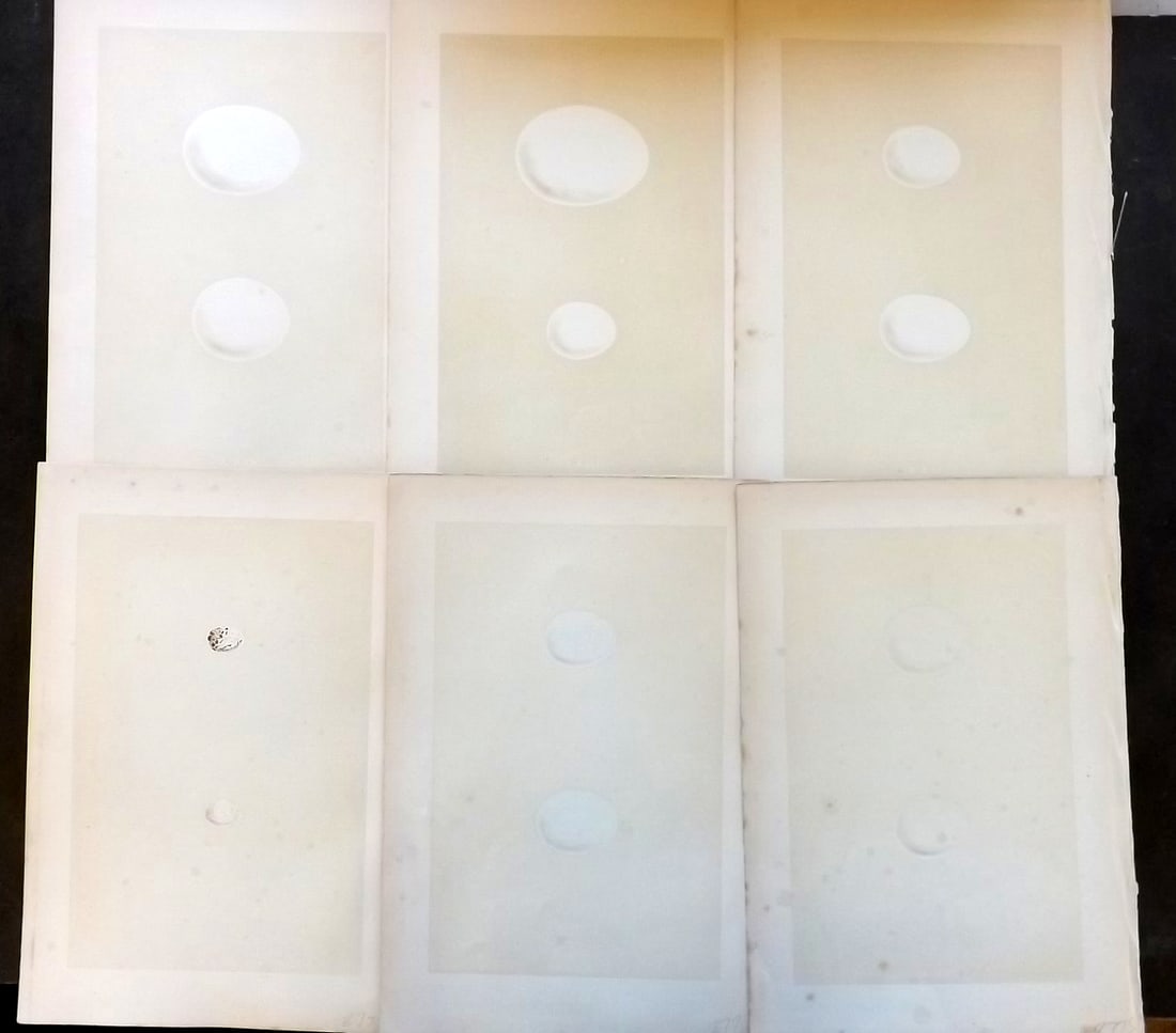 Morris, Francis 1870 Lot of 6 Antique Bird Egg Prints (1 of 1)