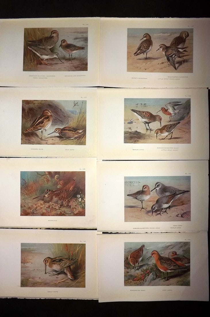 Thorburn, Archibald 1926 Lot of 8 Vintage Bird Prints (1 of 1)
