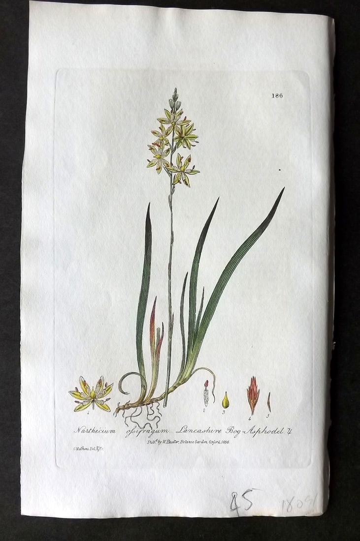 Baxter, William 1836 Hand Col Botanical Print. Lancashire Bog Asphodel 186 (1 of 1)