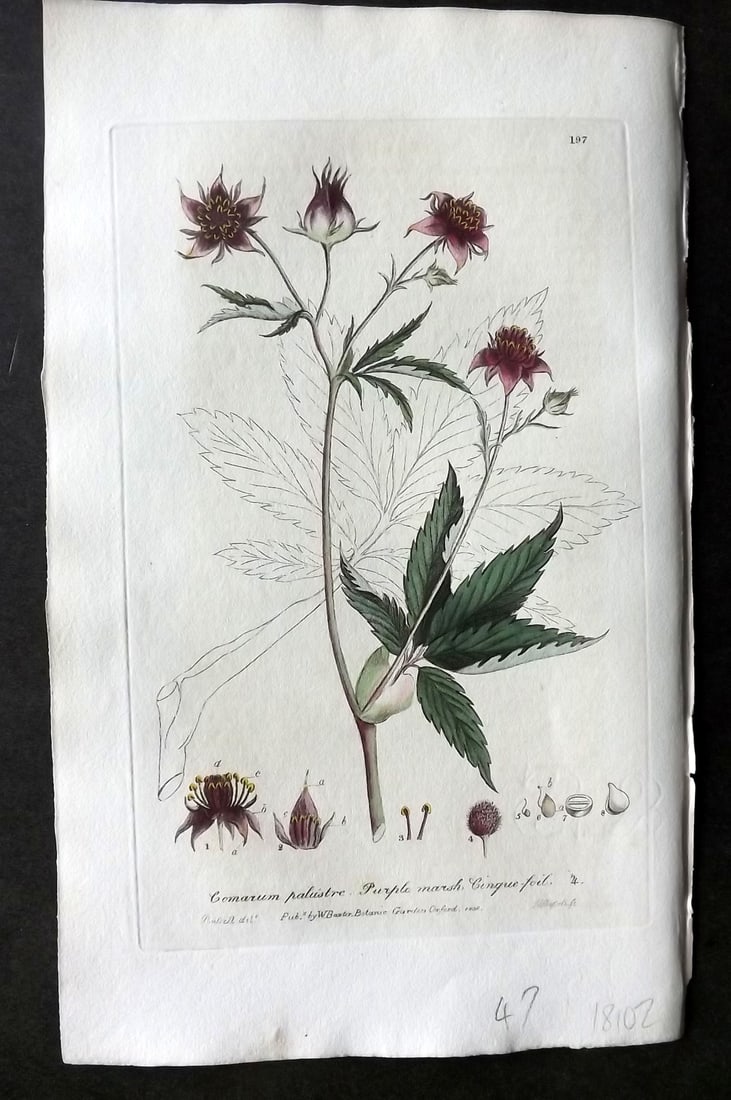 Baxter, William 1836 Hand Col Botanical Print. Purple Marsh Cinquefoil 197 (1 of 1)