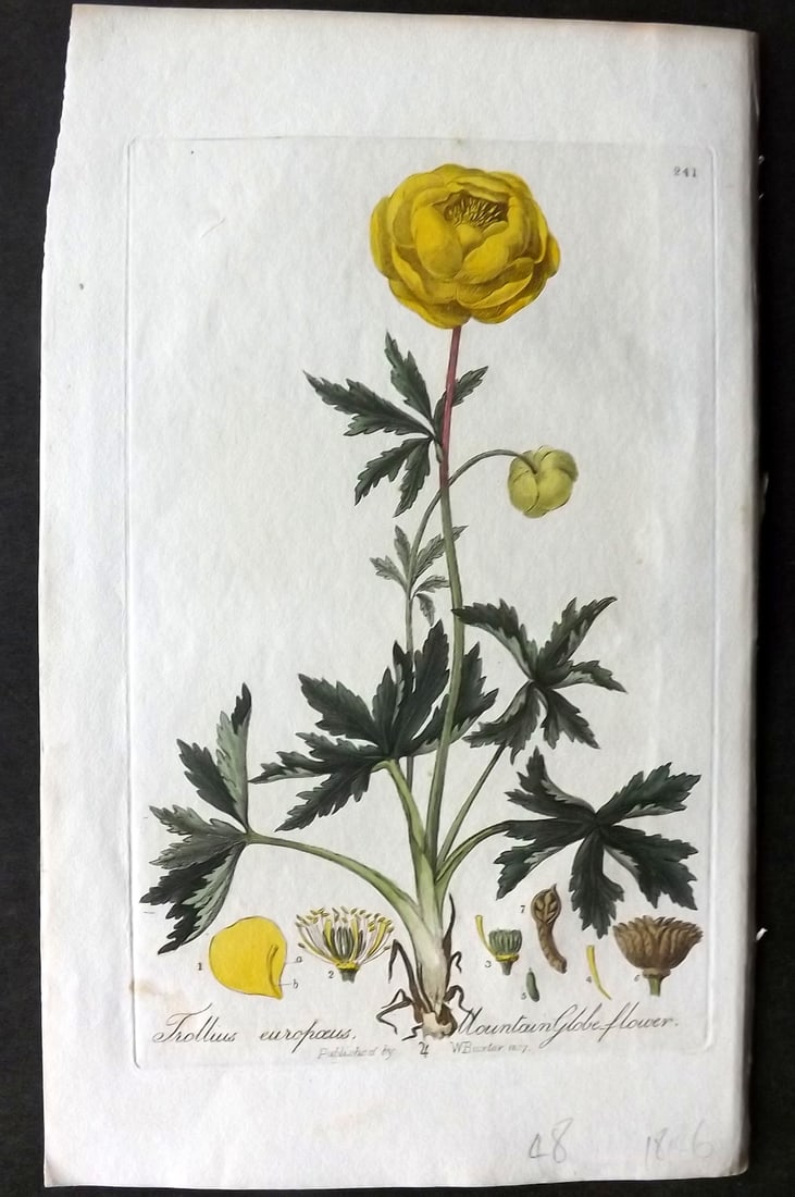 Baxter, William 1839 Hand Col Botanical Print. Mountain Globe Flower 241 (1 of 1)