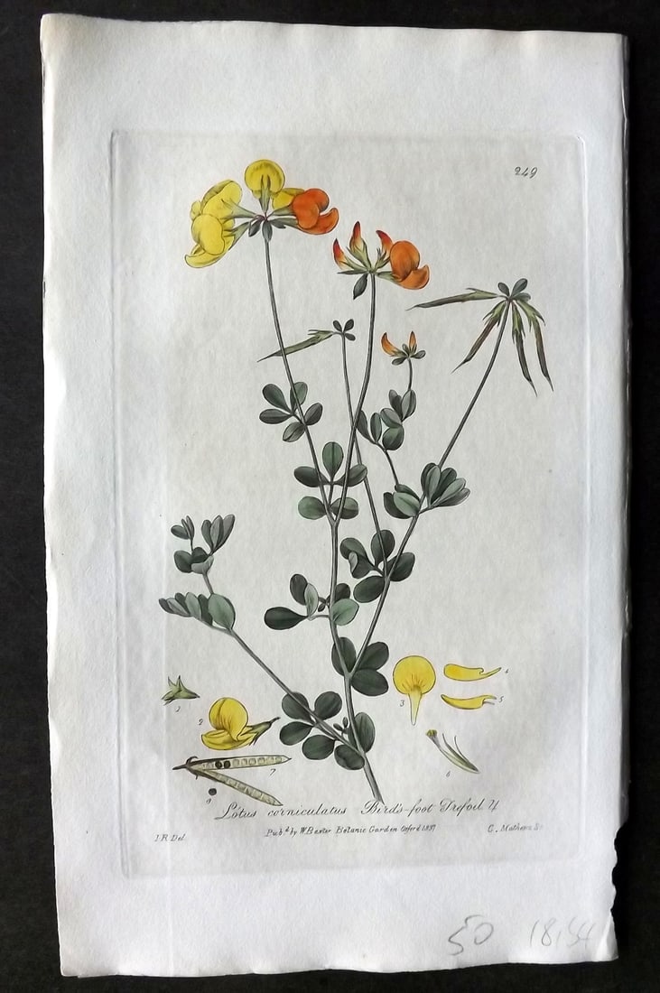Baxter, William 1839 Hand Col Botanical Print. Bird's Foot Trefoil 249 (1 of 1)
