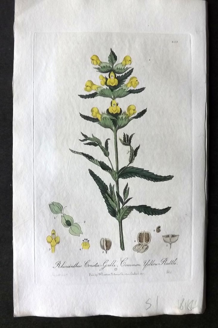 Baxter, William 1839 Hand Col Botanical Print. Common Yellow Rattle 259 (1 of 1)