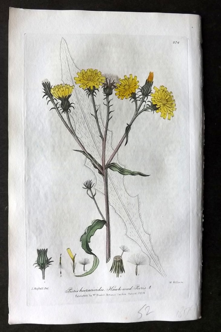 Baxter, William 1839 Hand Col Botanical Print. Hawk Weed Picris 274 (1 of 1)