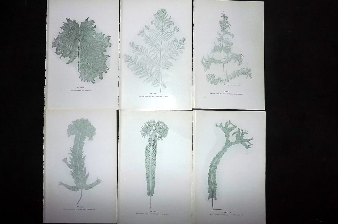 Druery, Charles C1910 Lot of 6 Nature Printed Ferns: Nature Printed Offset Lithographs Published C1910, London for "British Ferns and Their Varieties" by Charles Druery. Paper Size: 8.5 x 5 inch (22 x 13cm) Unrelated text to reverse. Good Condition