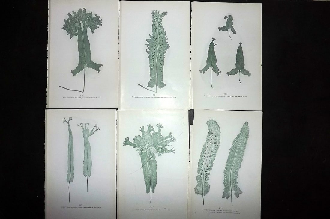 Druery, Charles C1910 Lot of 6 Nature Printed Ferns: Nature Printed Offset Lithographs Published C1910, London for "British Ferns and Their Varieties" by Charles Druery. Paper Size: 8.5 x 5 inch (22 x 13cm) Unrelated text to reverse. Good Condition