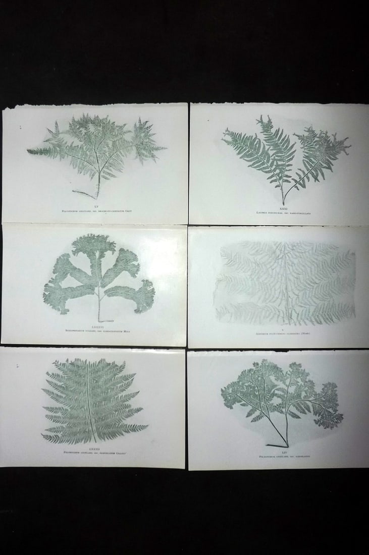 Druery, Charles C1910 Lot of 6 Nature Printed Ferns: Nature Printed Offset Lithographs Published C1910, London for "British Ferns and Their Varieties" by Charles Druery. Paper Size: 8.5 x 5 inch (22 x 13cm) Unrelated text to reverse. Good Condition