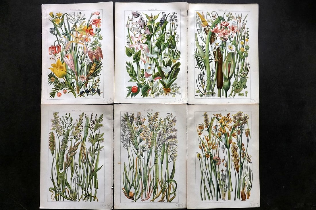 Gordon, W. J. C1900 Lot of 6 Antique Botanical Prints (1 of 1)